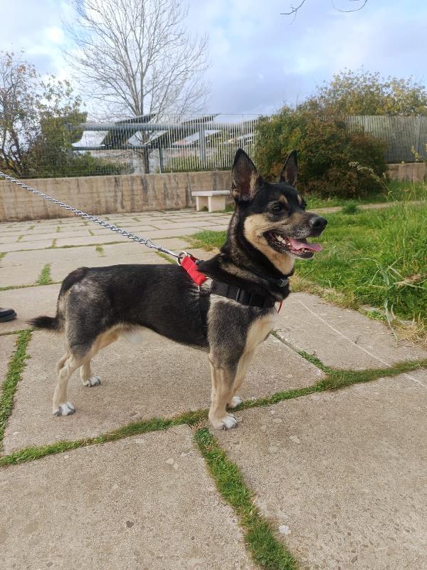 Giovane maschietto taglia medio piccola Foto 3